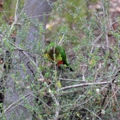 Alisterus scapularis (Australian King-Parrot) at Greenleigh, NSW - 16 May 2020 by LyndalT