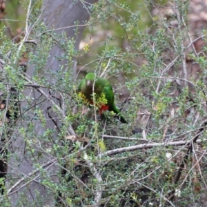 Alisterus scapularis at Greenleigh, NSW - 16 May 2020