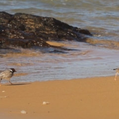 Thinornis rubricollis (Hooded Plover) at Murrah, NSW - 16 May 2020 by FionaG