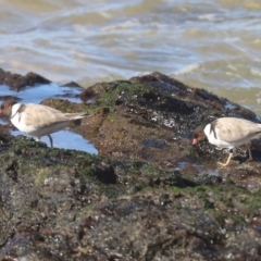 Charadrius rubricollis at suppressed - 16 May 2020