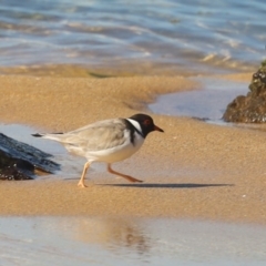 Charadrius rubricollis at suppressed - 16 May 2020