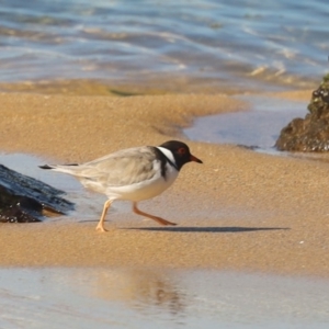 Charadrius rubricollis at suppressed - 16 May 2020