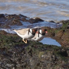 Charadrius rubricollis at suppressed - 16 May 2020