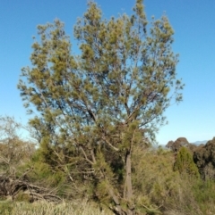 Allocasuarina littoralis (Black She-oak) at Dunlop, ACT - 15 May 2020 by sangio7