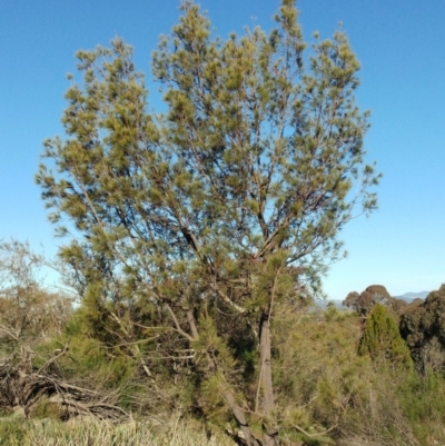 Allocasuarina littoralis (Black She-oak) at Dunlop, ACT - 15 May 2020 by sangio7
