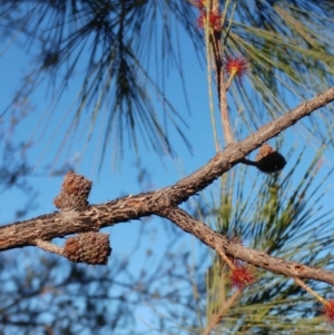 Allocasuarina littoralis at Dunlop, ACT - 15 May 2020