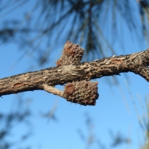 Allocasuarina littoralis at Dunlop, ACT - 15 May 2020