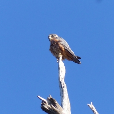 Falco longipennis (Australian Hobby) at Black Range, NSW - 16 May 2020 by MatthewHiggins
