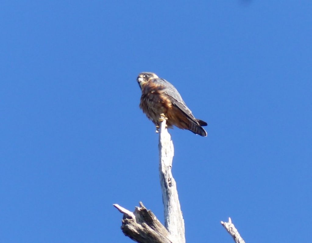 Falco longipennis at Black Range, NSW - 16 May 2020