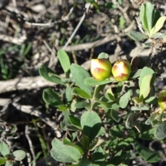 Hibbertia obtusifolia (Grey Guinea-flower) at Carwoola, NSW - 15 May 2020 by JanetRussell