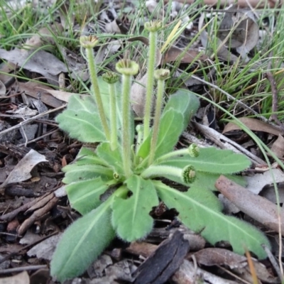 Solenogyne gunnii (Solengyne) at Stony Creek Nature Reserve - 15 May 2020 by JanetRussell