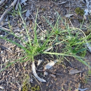 Eryngium ovinum at Carwoola, NSW - 15 May 2020