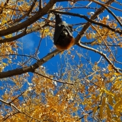 Pteropus poliocephalus (Grey-headed Flying-fox) at Stirling, ACT - 16 May 2020 by dstirzaker