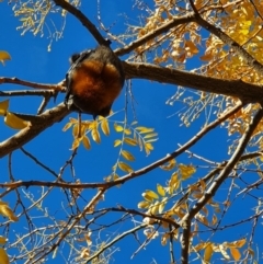 Pteropus poliocephalus at Stirling, ACT - 16 May 2020