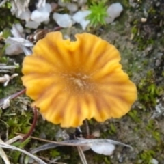 Lichenomphalia chromacea (Yellow Navel) at Tharwa, ACT - 16 May 2020 by Ranger788