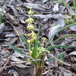Lomandra filiformis subsp. coriacea at Carwoola, NSW - 15 May 2020