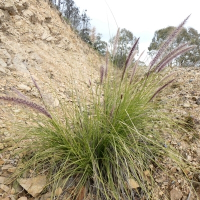 Cenchrus setaceus (African Fountain Grass) at Theodore, ACT - 16 May 2020 by Owen
