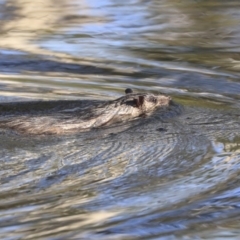 Hydromys chrysogaster (Rakali or Water Rat) at Sullivans Creek, Acton - 13 May 2020 by AlisonMilton