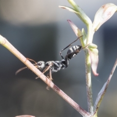 Myrmecia sp., pilosula-group (Jack jumper) at Acton, ACT - 13 May 2020 by AlisonMilton