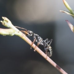 Myrmecia sp., pilosula-group at Acton, ACT - 13 May 2020 12:55 PM