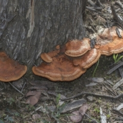 Trametes coccinea (Scarlet Bracket) at Acton, ACT - 13 May 2020 by Alison Milton