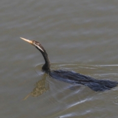 Anhinga novaehollandiae (Australasian Darter) at Acton, ACT - 13 May 2020 by AlisonMilton