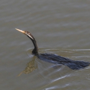 Anhinga novaehollandiae at Acton, ACT - 13 May 2020 01:17 PM