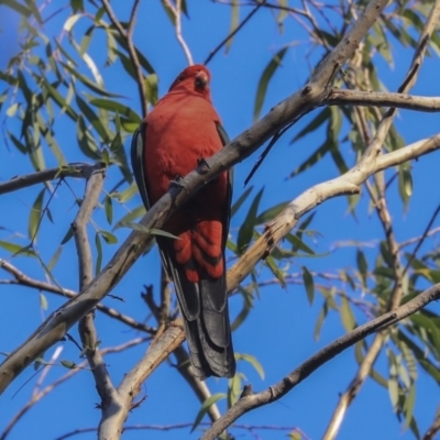 Alisterus scapularis (Australian King-Parrot) at Acton, ACT - 13 May 2020 by Alison Milton
