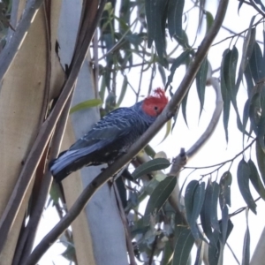 Callocephalon fimbriatum at Acton, ACT - 13 May 2020