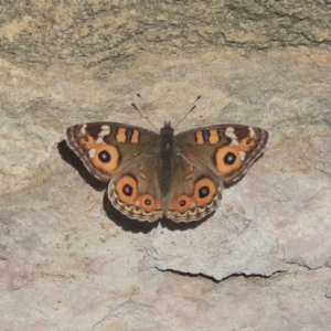 Junonia villida at Acton, ACT - 13 May 2020