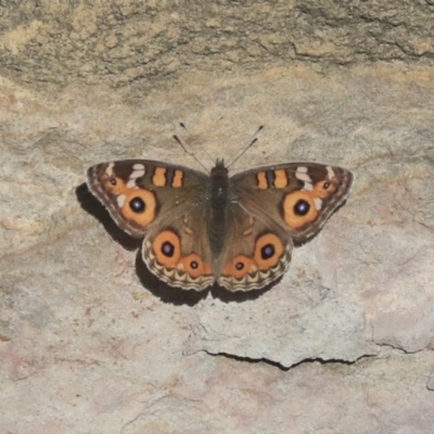 Junonia villida (Meadow Argus) at Acton, ACT - 13 May 2020 by AlisonMilton