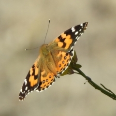 Vanessa kershawi (Australian Painted Lady) at Googong, NSW - 15 May 2020 by RodDeb