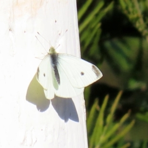 Pieris rapae at Googong, NSW - 15 May 2020 12:55 PM