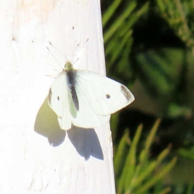 Pieris rapae (Cabbage White) at Googong Foreshore - 15 May 2020 by RodDeb