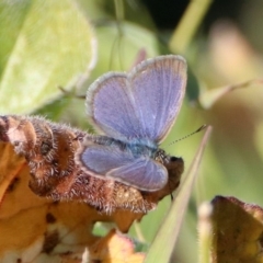 Zizina otis (Common Grass-Blue) at Googong, NSW - 15 May 2020 by RodDeb