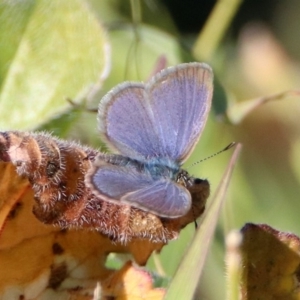 Zizina otis at Googong, NSW - 15 May 2020