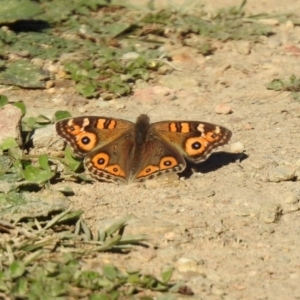 Junonia villida at Yarrow, NSW - 15 May 2020 02:14 PM