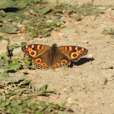 Junonia villida (Meadow Argus) at Googong Foreshore - 15 May 2020 by RodDeb