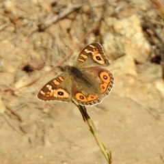 Junonia villida at Yarrow, NSW - 15 May 2020 02:14 PM