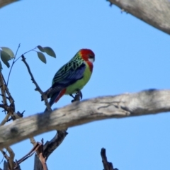 Platycercus eximius (Eastern Rosella) at Googong Foreshore - 15 May 2020 by RodDeb