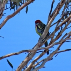 Platycercus eximius at Googong, NSW - 15 May 2020