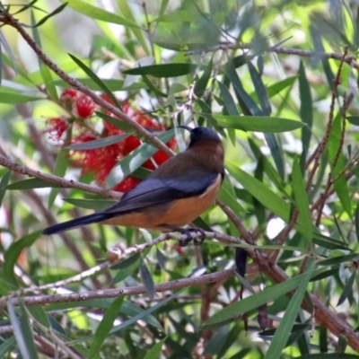 Acanthorhynchus tenuirostris (Eastern Spinebill) at Googong, NSW - 15 May 2020 by RodDeb