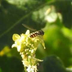 Simosyrphus grandicornis (Common hover fly) at Googong Reservoir - 15 May 2020 by RodDeb