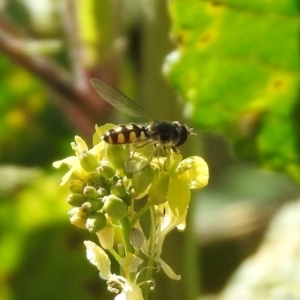 Melangyna viridiceps at Googong, NSW - 15 May 2020