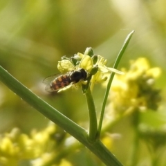 Melangyna viridiceps at Googong, NSW - 15 May 2020 01:33 PM