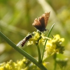 Melangyna viridiceps at Googong, NSW - 15 May 2020