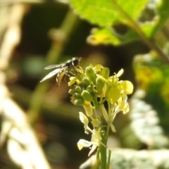 Melangyna viridiceps at Googong, NSW - 15 May 2020