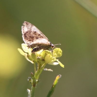 Idaea ferrilinea at Googong Reservoir - 15 May 2020 by RodDeb