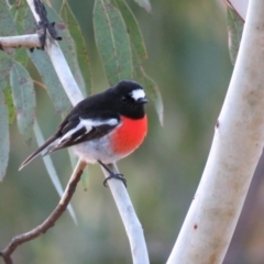 Petroica boodang (Scarlet Robin) at Googong, NSW - 15 May 2020 by RodDeb