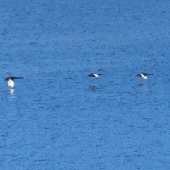 Cygnus atratus (Black Swan) at Yarrow, NSW - 15 May 2020 by RodDeb